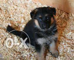 German Shepherd Active and healthy puppies for sell Best