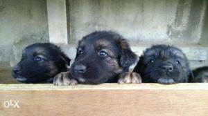 German Shepherd Puppies