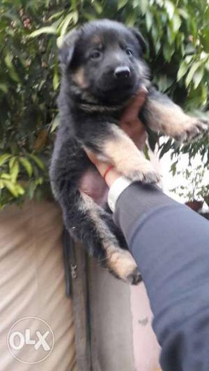 German Shepherd Puppy available REVA, S KENNEL