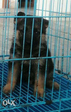 German Shepherd puppy available my pets shop plz contact me
