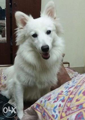 German Spitz 1 yr old healthy male for mating