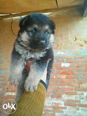 German shepherd double coat puppy Available