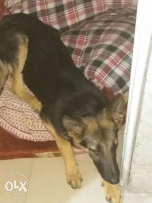 German shepherd female and injection up to mark and very