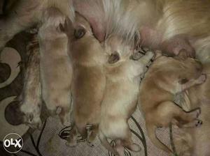 Goldan retriever dogs puppies sales male and