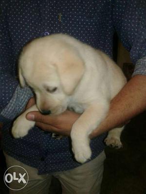 Golden labrador top qualty puppy pure breed. Only one male