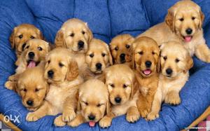 Golden retrevers puppy for sale