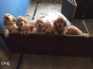 Golden retriever Pups with papers. Ping for more info and