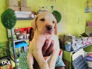 Good quality Heavy size Labrador puppies available