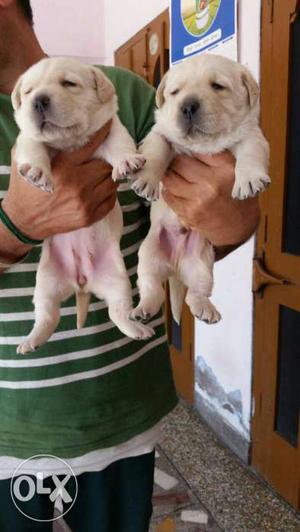 Good quality pups  for pair individual male