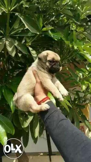 Gorgeous pug puppies available all top breeds