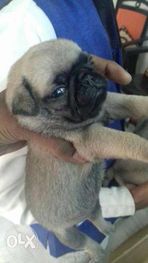 Gray And Beige Pug Puppy