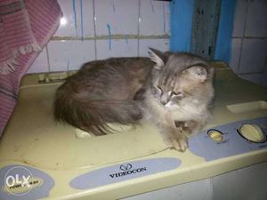 Gray And White Long Fur Cat fimale one yers old