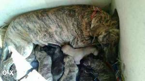 Great Dane puppy for sale age 24 days good
