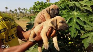 Great dane 25days puppies for sale Male and