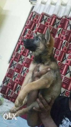 Gsd female for sale 45 days old puppy full heavy