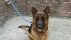 Gsd pupps avlable of best Quality With paper