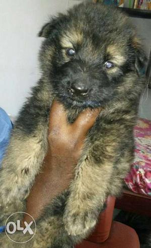 Gsd puppy 30 days old in senthamangalam, Arakkonam
