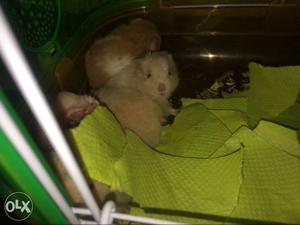 Hamster babies price  each, no negotiation