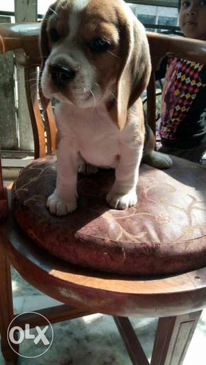 Heavy bone.show quality beagle female pup fo sale in