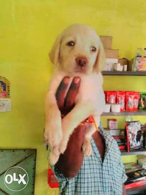 Heavy size Labrador puppies available for your my no