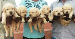 Heavy size lab puppies avaliable