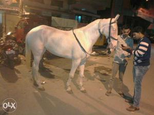 Hi I want to sell my horse female nukri it's