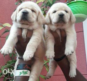 High quality Labrador puppies available with us