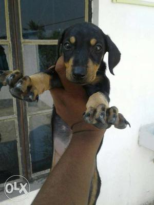 Home made doberman puppy