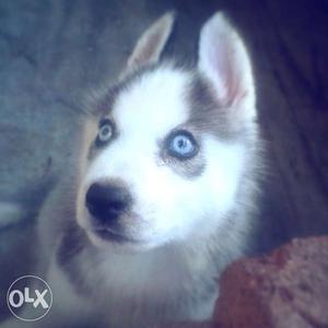 Husky female pup