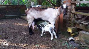 I want a milking malabary goat