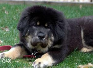 I want sell Tibetan mastiff heavy born and head guud quality