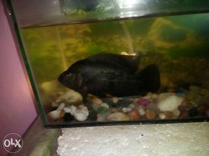 I want to sale my black female flower horn fish