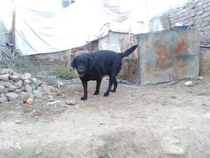 I want to sale my black lab female, with a good