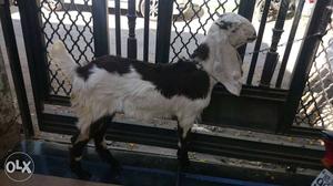 I want to sell jamnapari goat female 14 month old