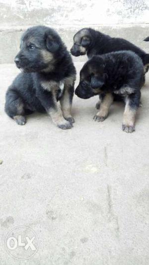 I want to sell my German shepherd puppies male