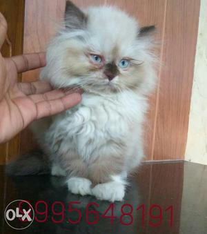 I wanted to sell my persian kitten which is two