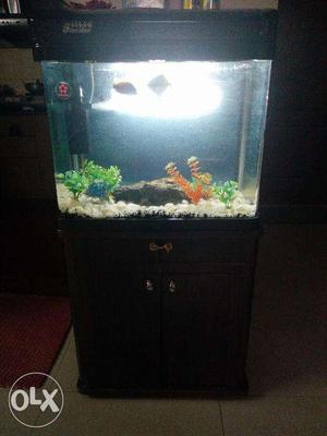 Imported Beautiful 2ft Aquarium with wooden shelf and all