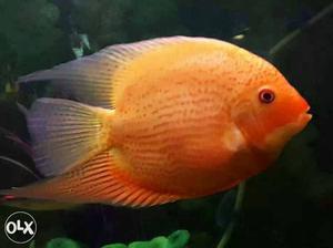 Imported Orange colour SHIVRAM Fish