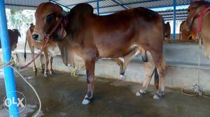 Indian desi breed cow's GIR COW For sales