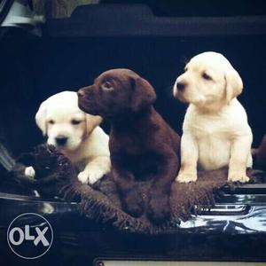 KCI certified Labrador retriever male and female puppies