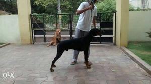 KCI registered top lineage Doberman pinscher available for