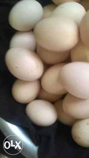 Kadaknath eggs available