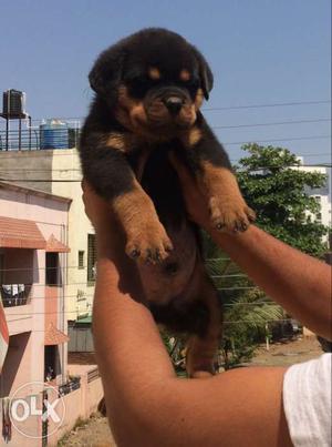 Kci Registered Rottweiler Pups For Sell