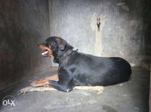 Kci certified female Rottweiler for sale 3year
