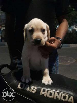 Lab Retriever Puppy