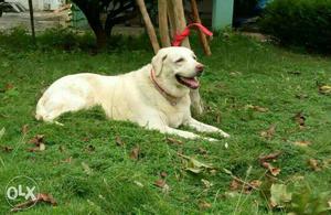 Lab dog female 2&9month old