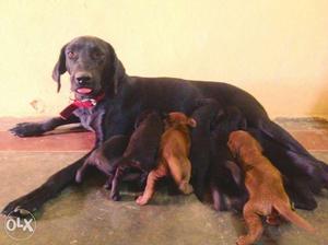 Lab puppies