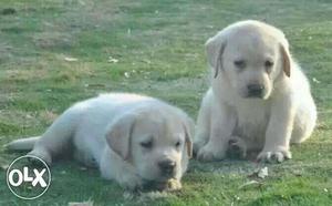 Labarador available show line pups male 