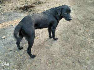 Labra dog sale z black 1 year