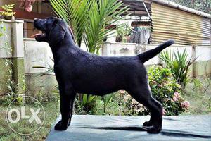 Labrador Female (Black Puppy 4 months Old) - Show Quality